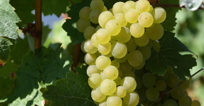 ブドウの味わい1