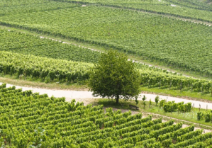 耕作放棄地でワイン作り1