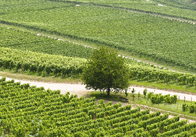 耕作放棄地でワイン作り1