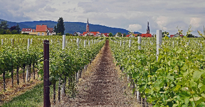 ワインテクノロジー1