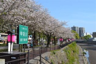 鹿児島ワイン会お花見