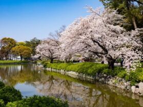 名古屋お花見ワイン会風景1